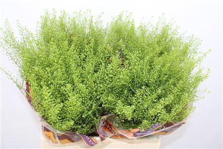 Lepidium Green Bell