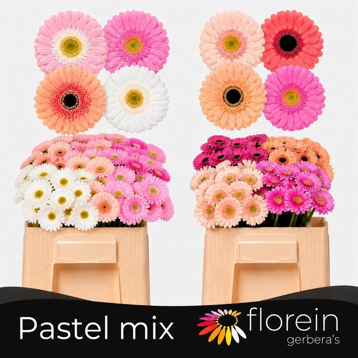 Ge Mi Gem ( Pastel)