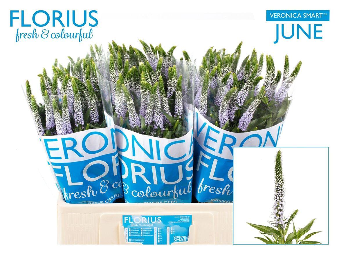 Veron Smart June Milka