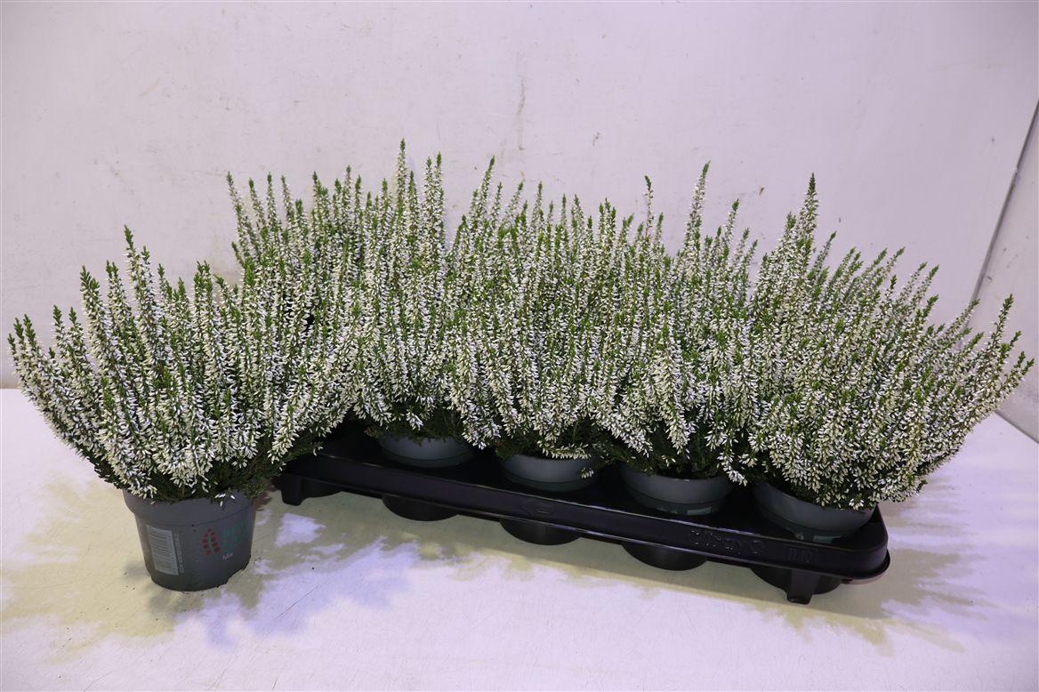 Callu Bl Vera Wit