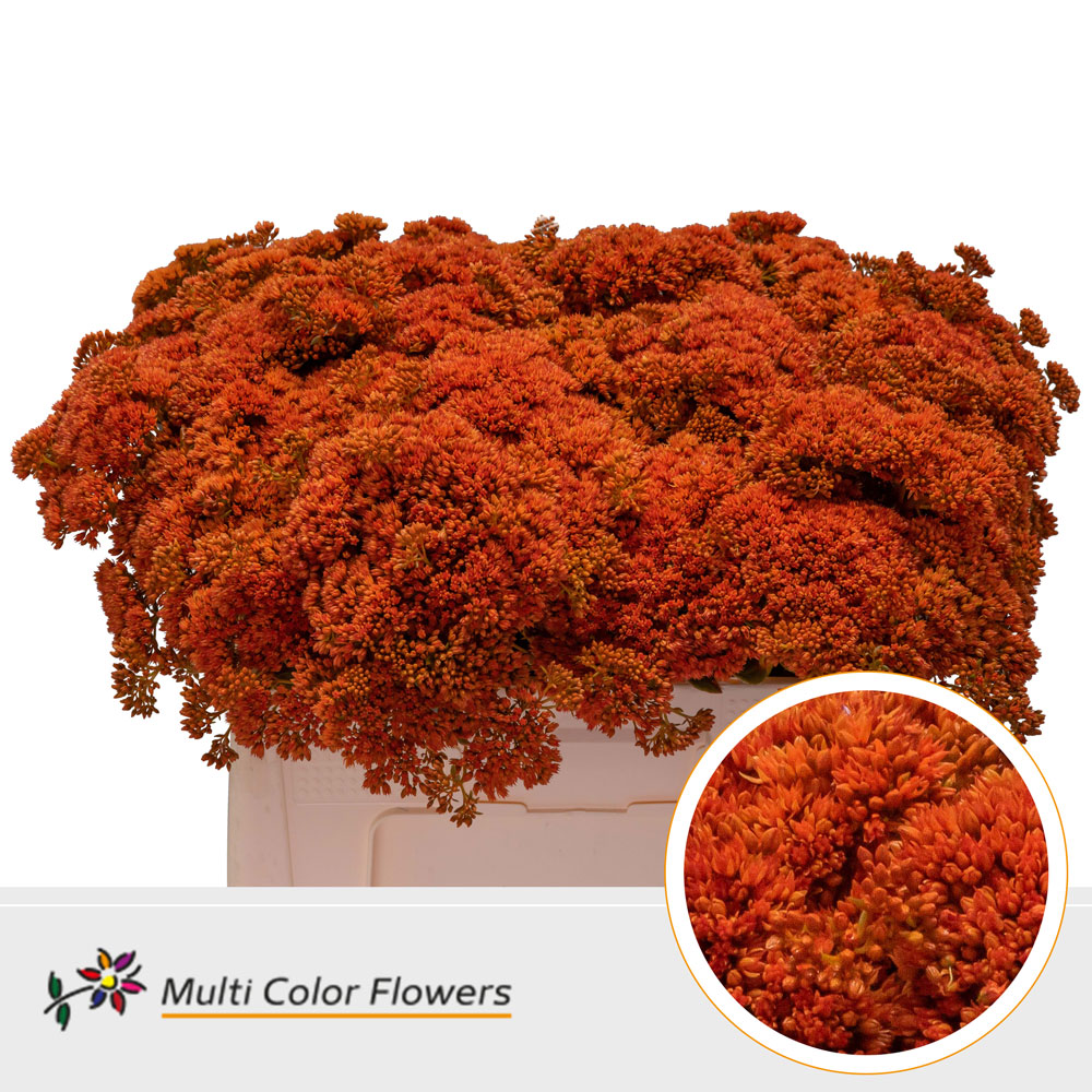 Sedum Painted Orange 55cm
