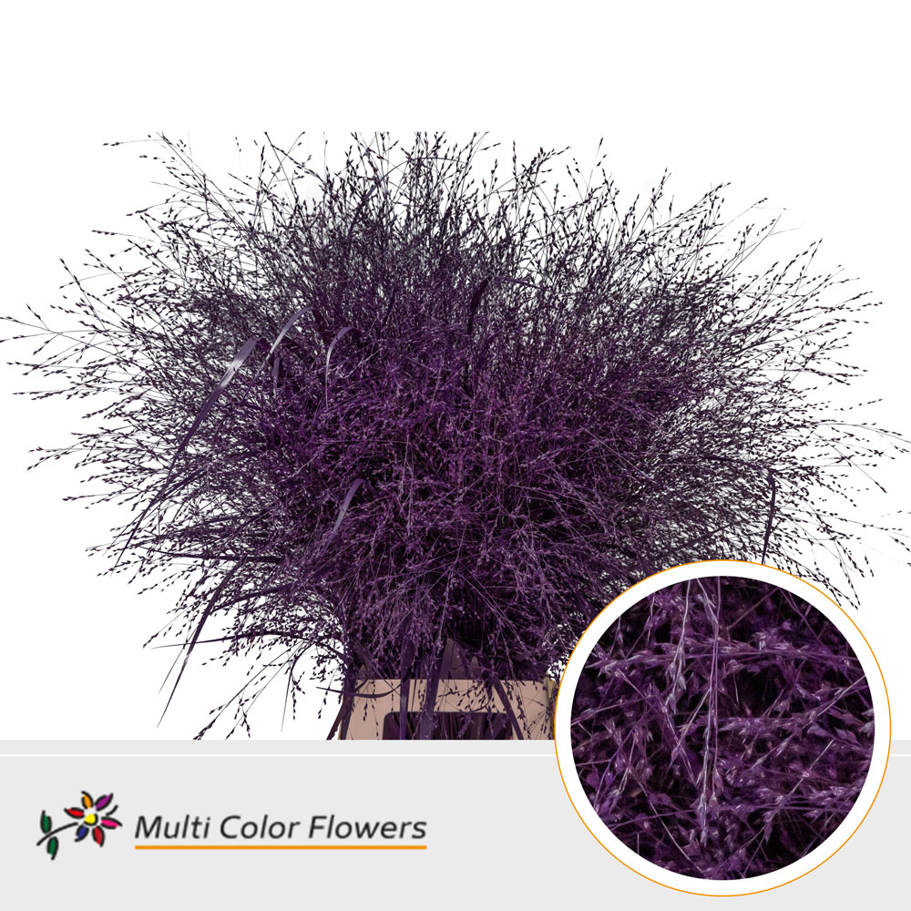 Panicum Painted Fountain Dark Lilac 90cm