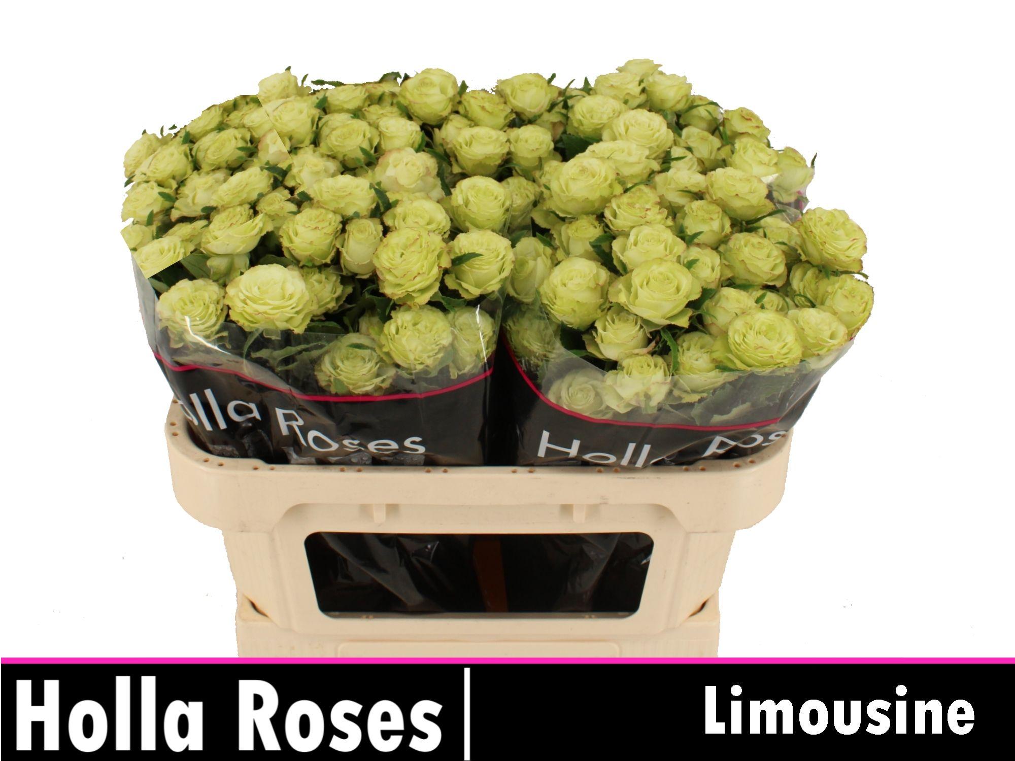 Rosa Spr Limousine 70cm