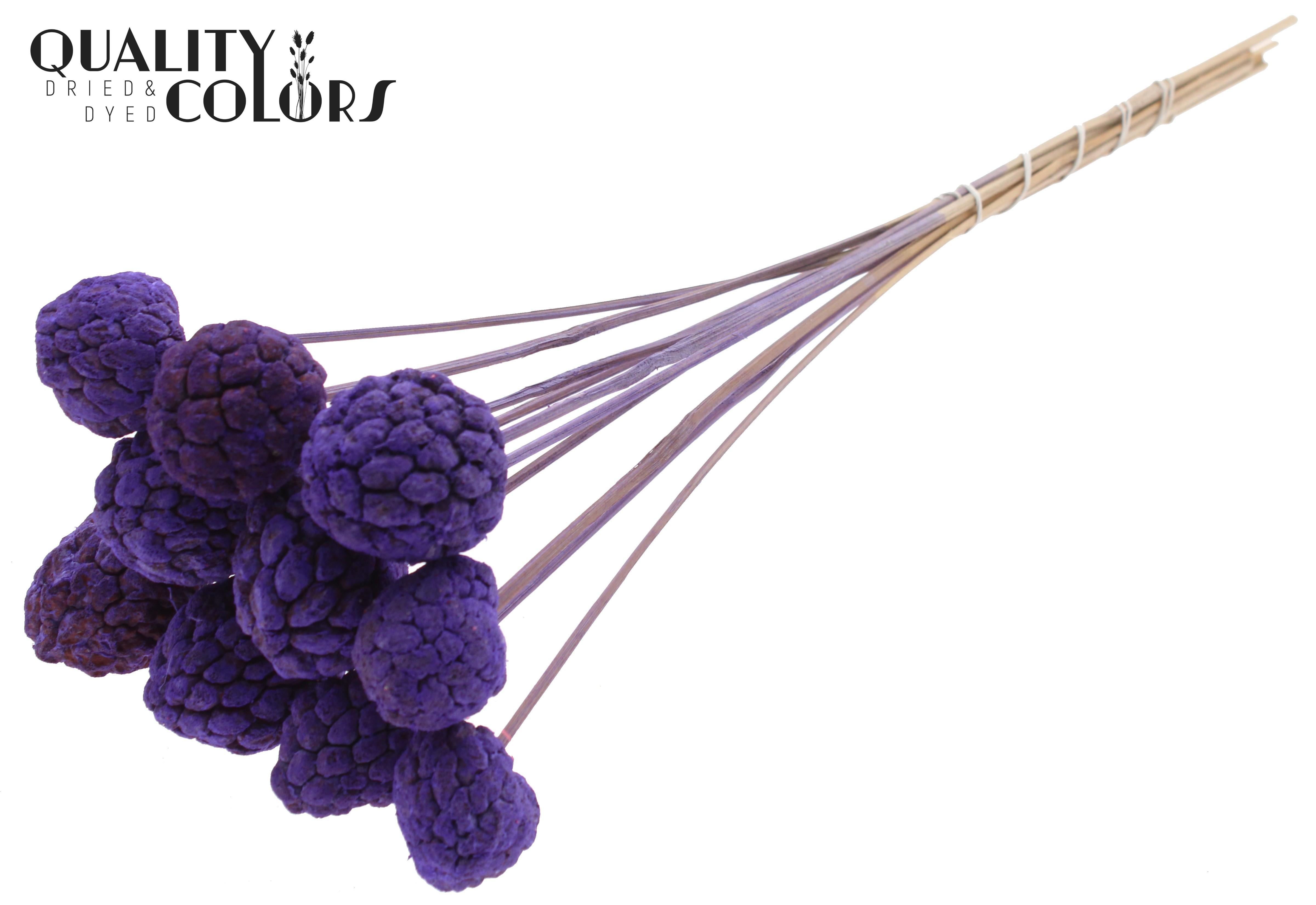 Atta Fruit Intense Purple 50cm