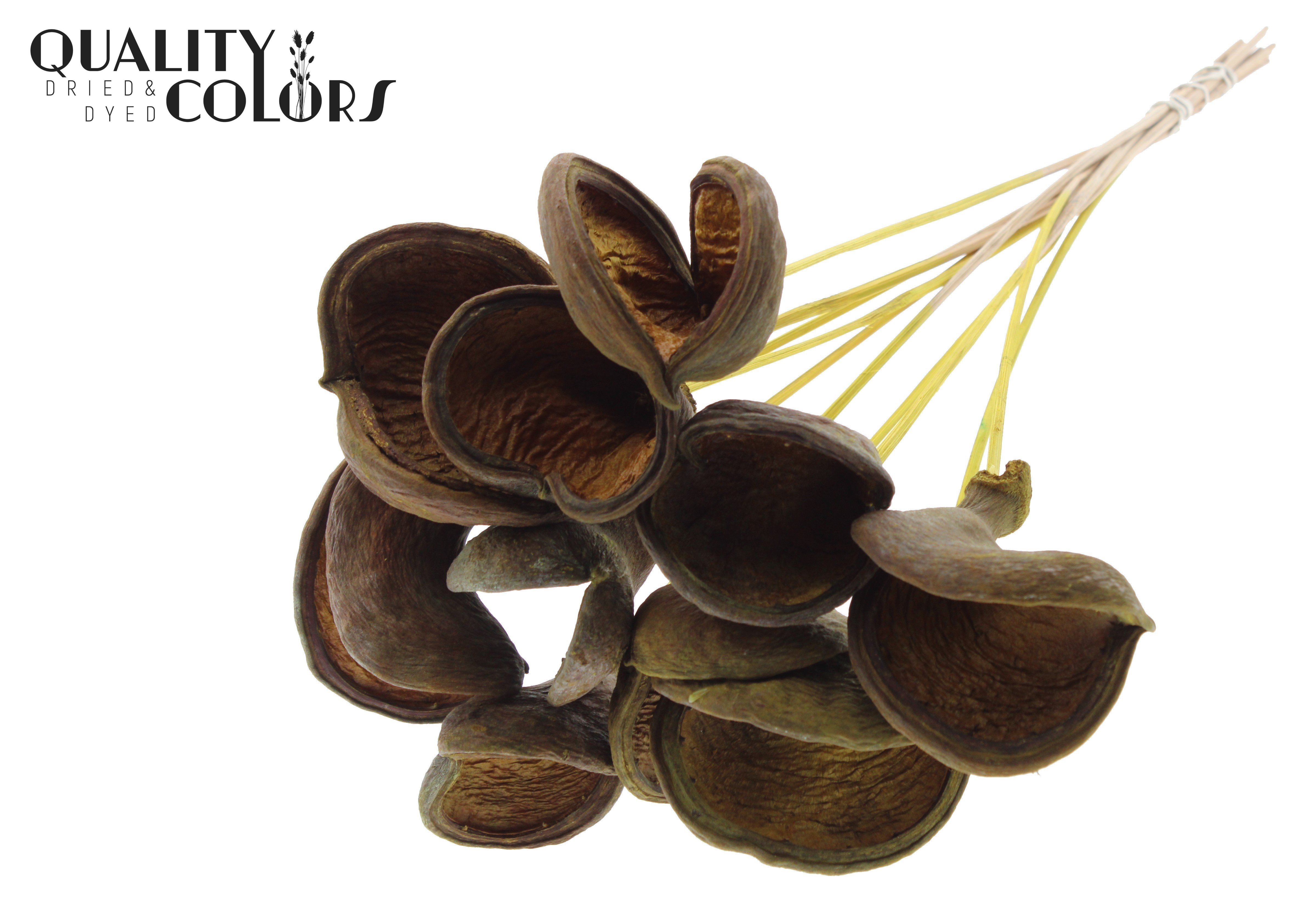 Badam Yellow 50cm