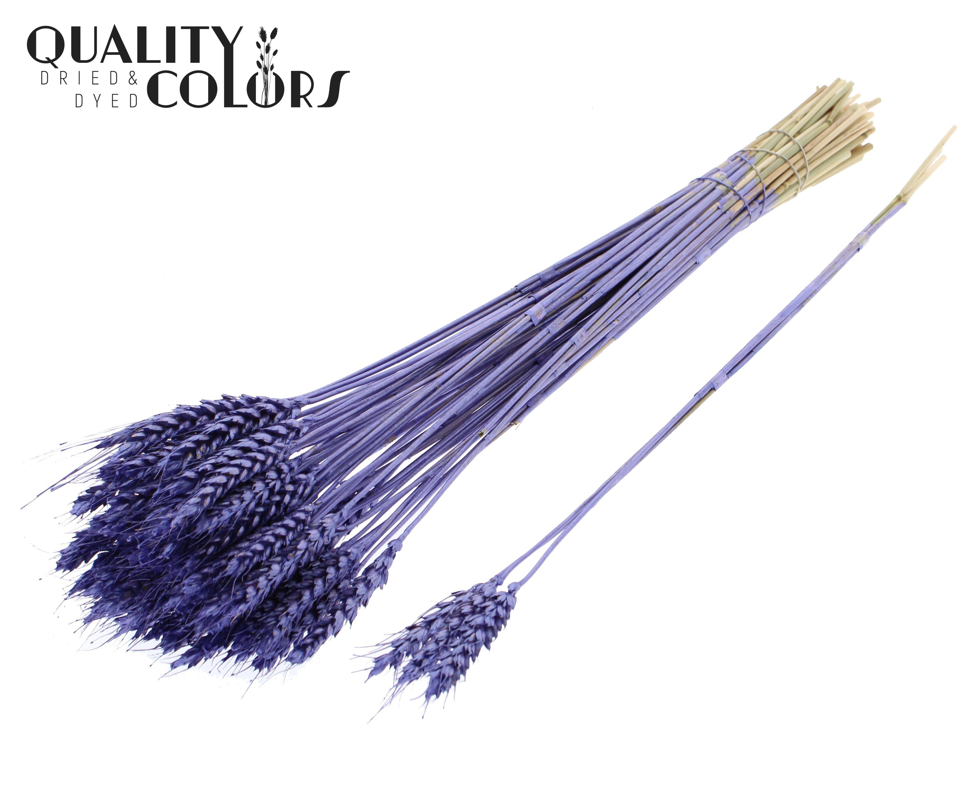 Triticum Tuft Purple 55cm