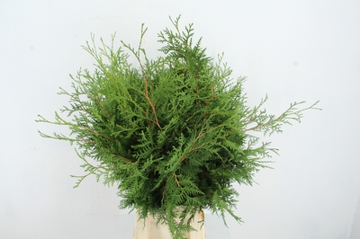 Greenery coloured H% CONIFEER THUJA 70CM | Gardenline