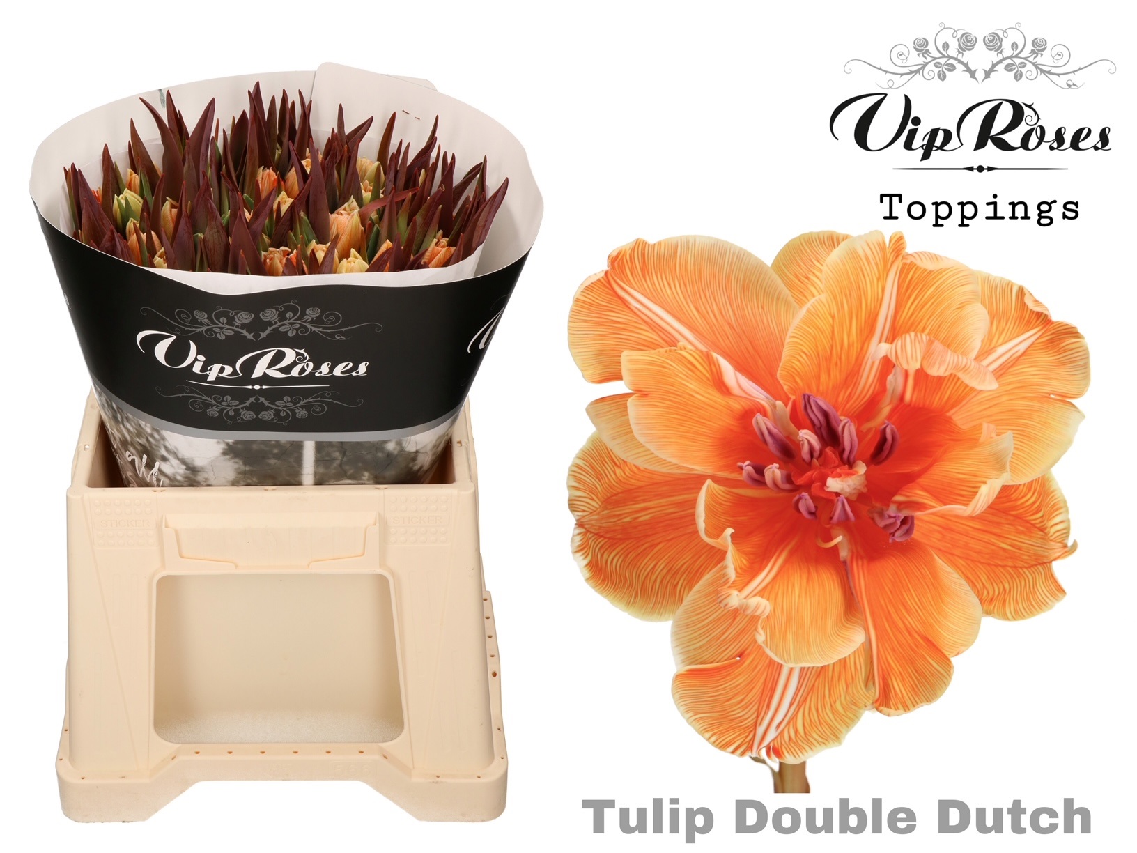 Tulipa Du Vip Double Dutch 38cm 34gram
