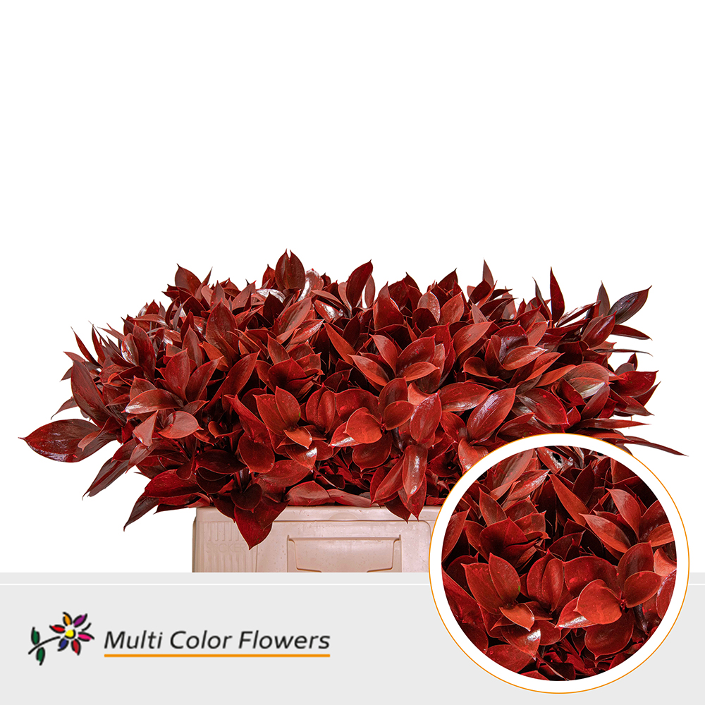 Ruscus Painted Hypophyllum Red 60cm