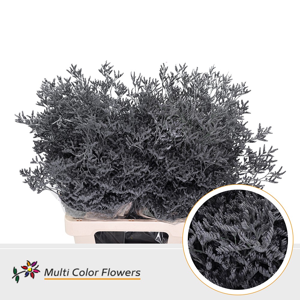 Limonium Grijs