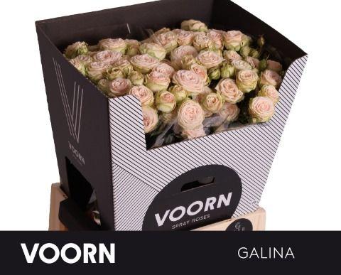 Rosa Spr Galina 70cm