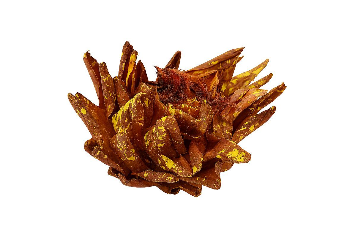 Dried Artz Cynara Heads Gaugain