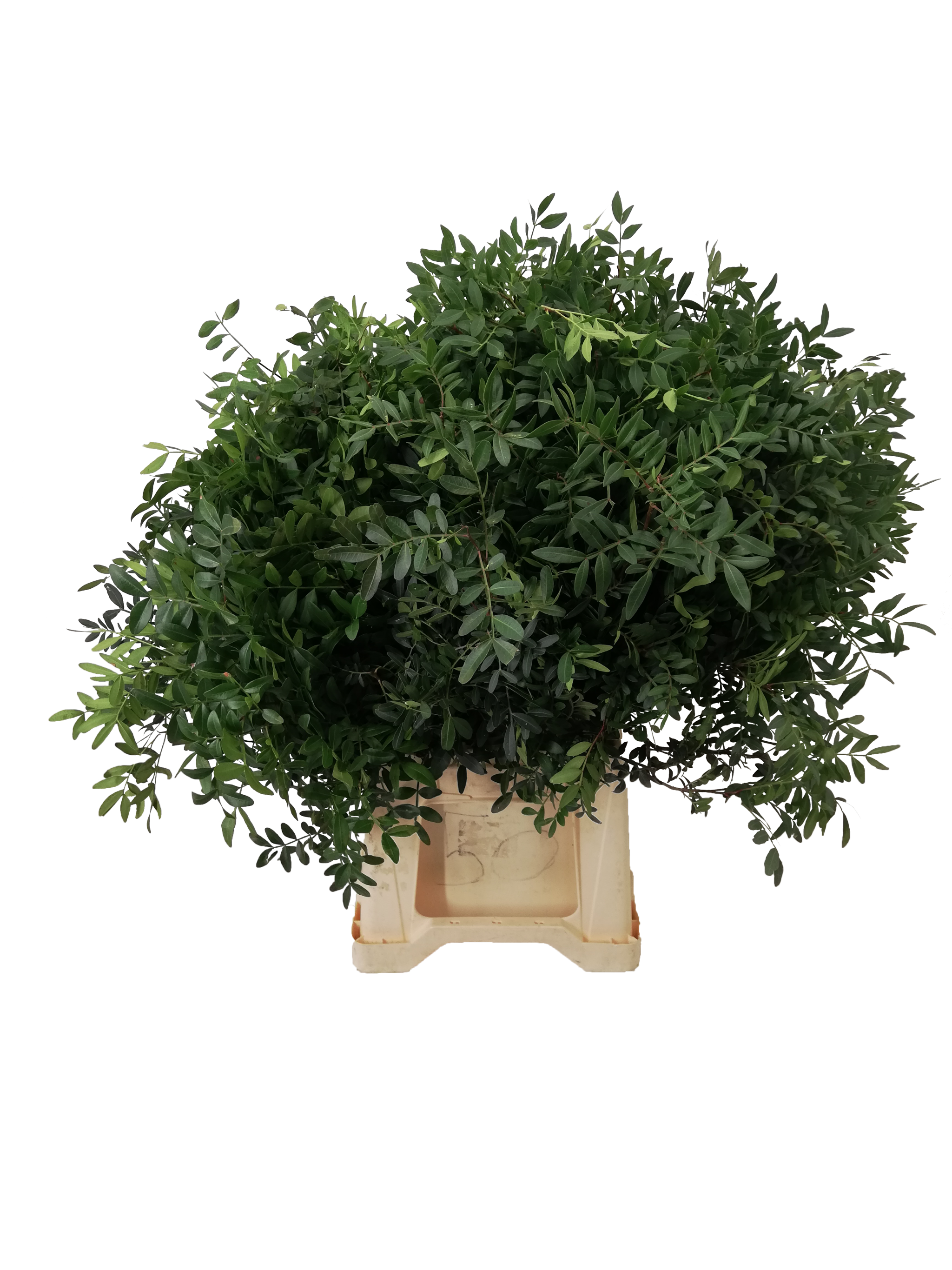 Pistacia 50cm
