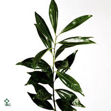 Laurel 90cm