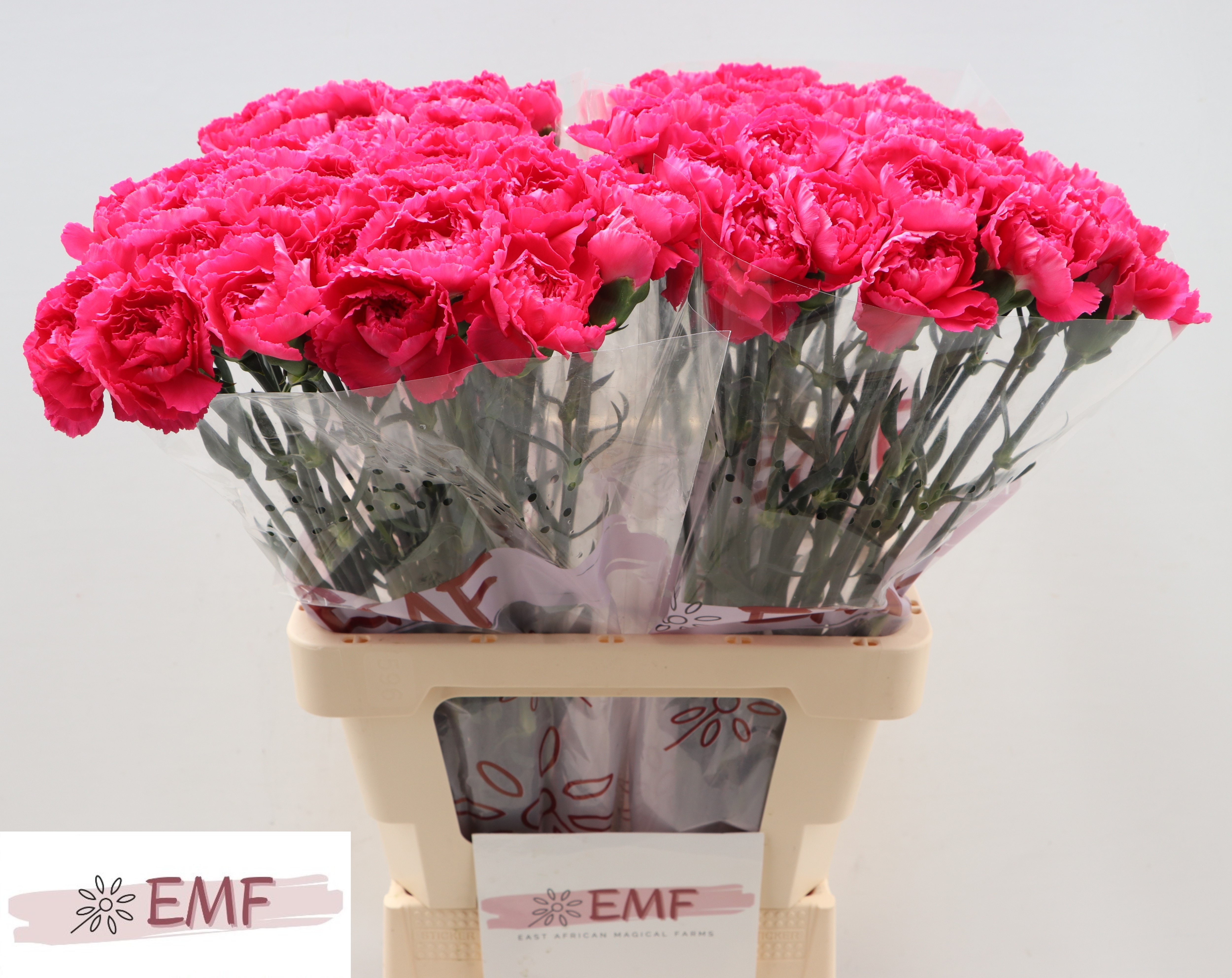 Dianthus Cherry Damasc+ 60cm
