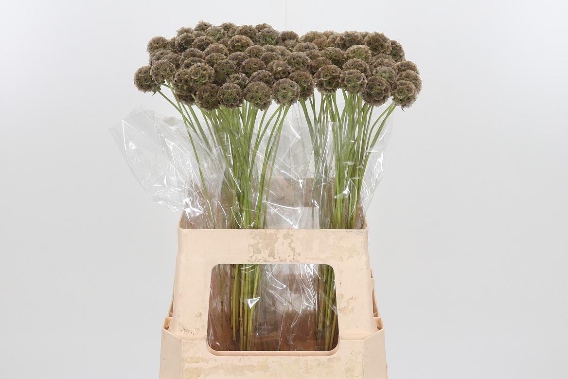 Scabiosa Stell Zaaddoos