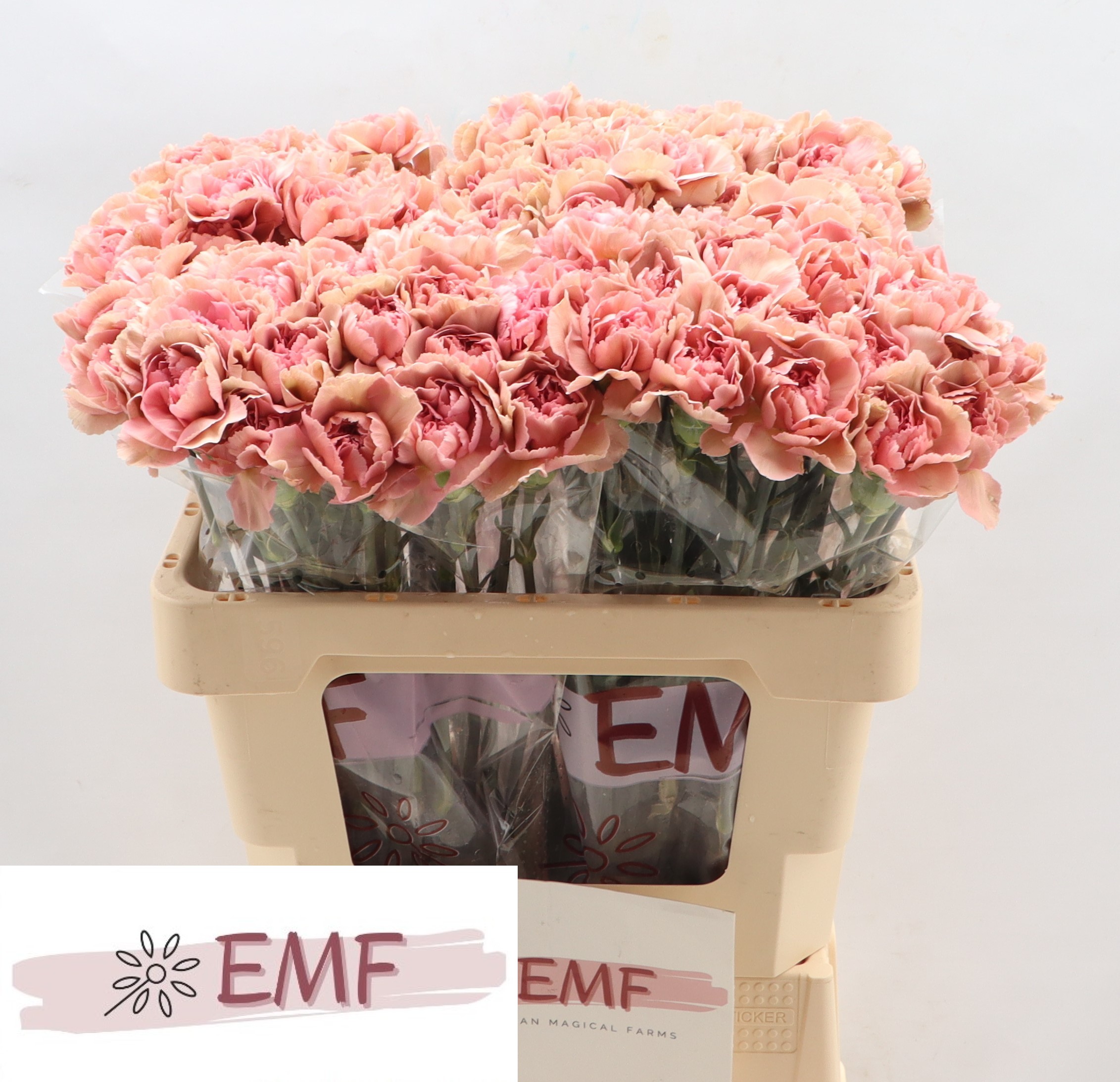 Dianthus Single Lady Dayana 55cm