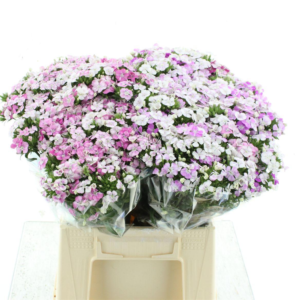Di Barb Amazon Pink Magic Super