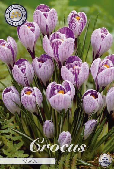 Crocus Vernus Pickwick X10