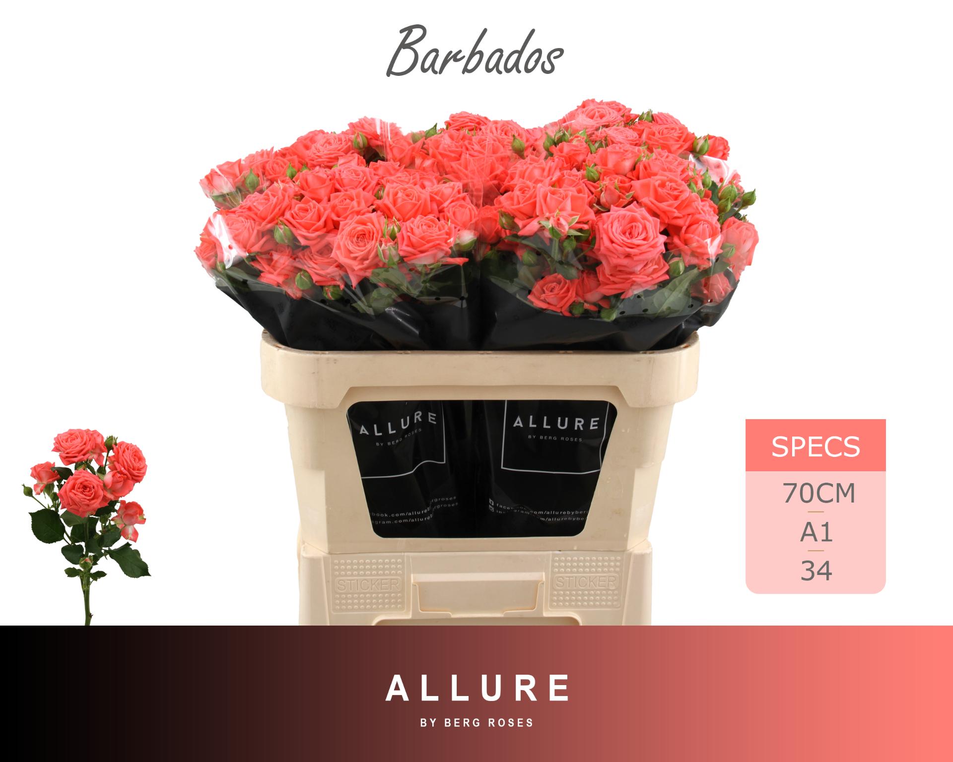 Rosa Spr Barbados 70cm
