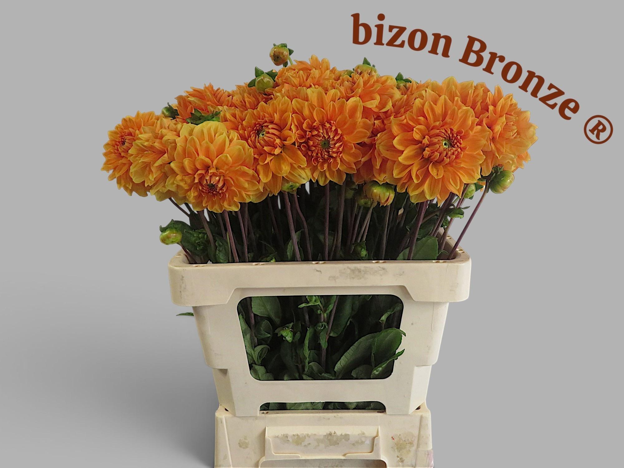 Dahlia Bizon Bronze 55cm