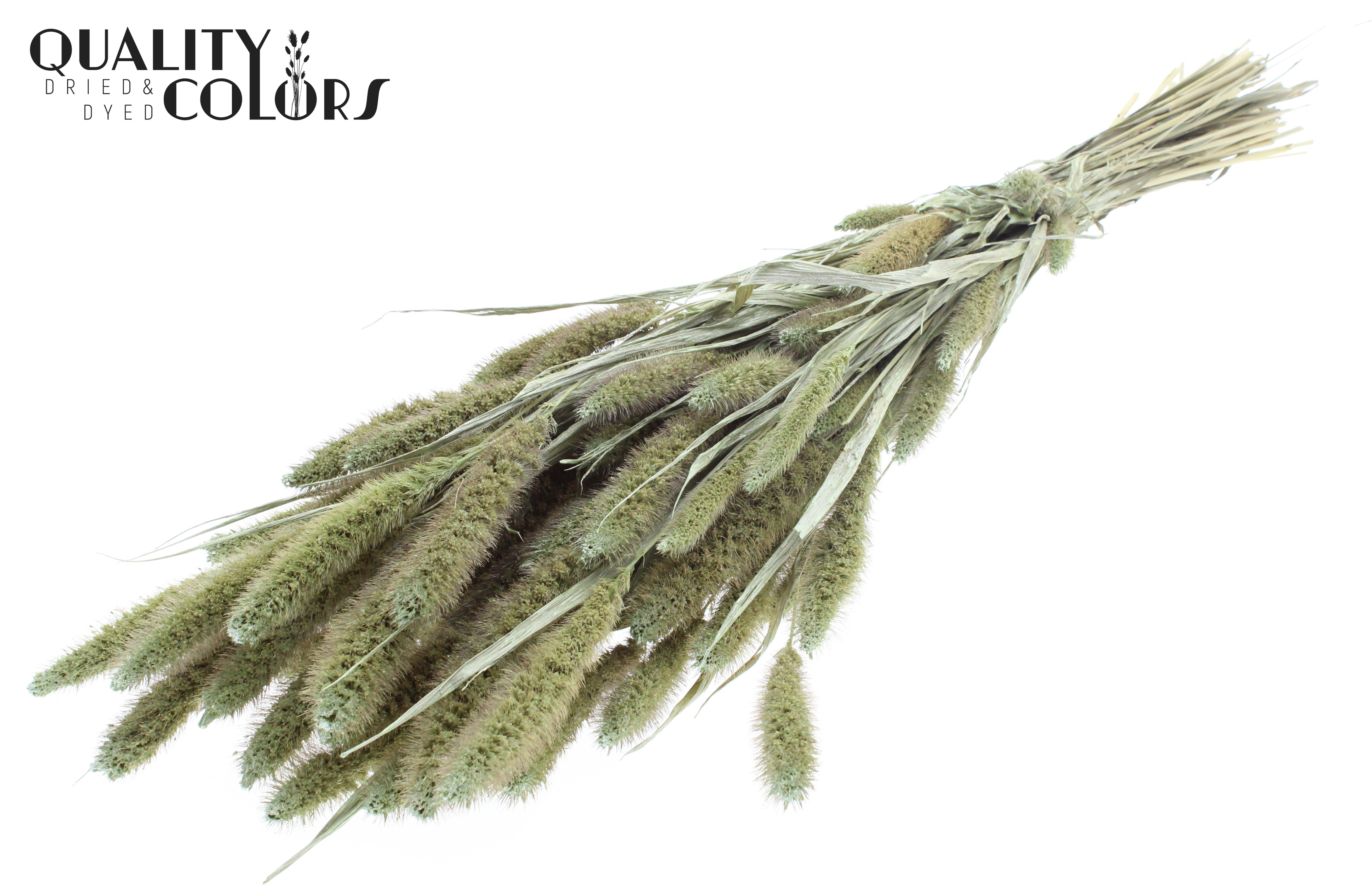 Setaria Pearl Mint Green Per Bunch 70cm