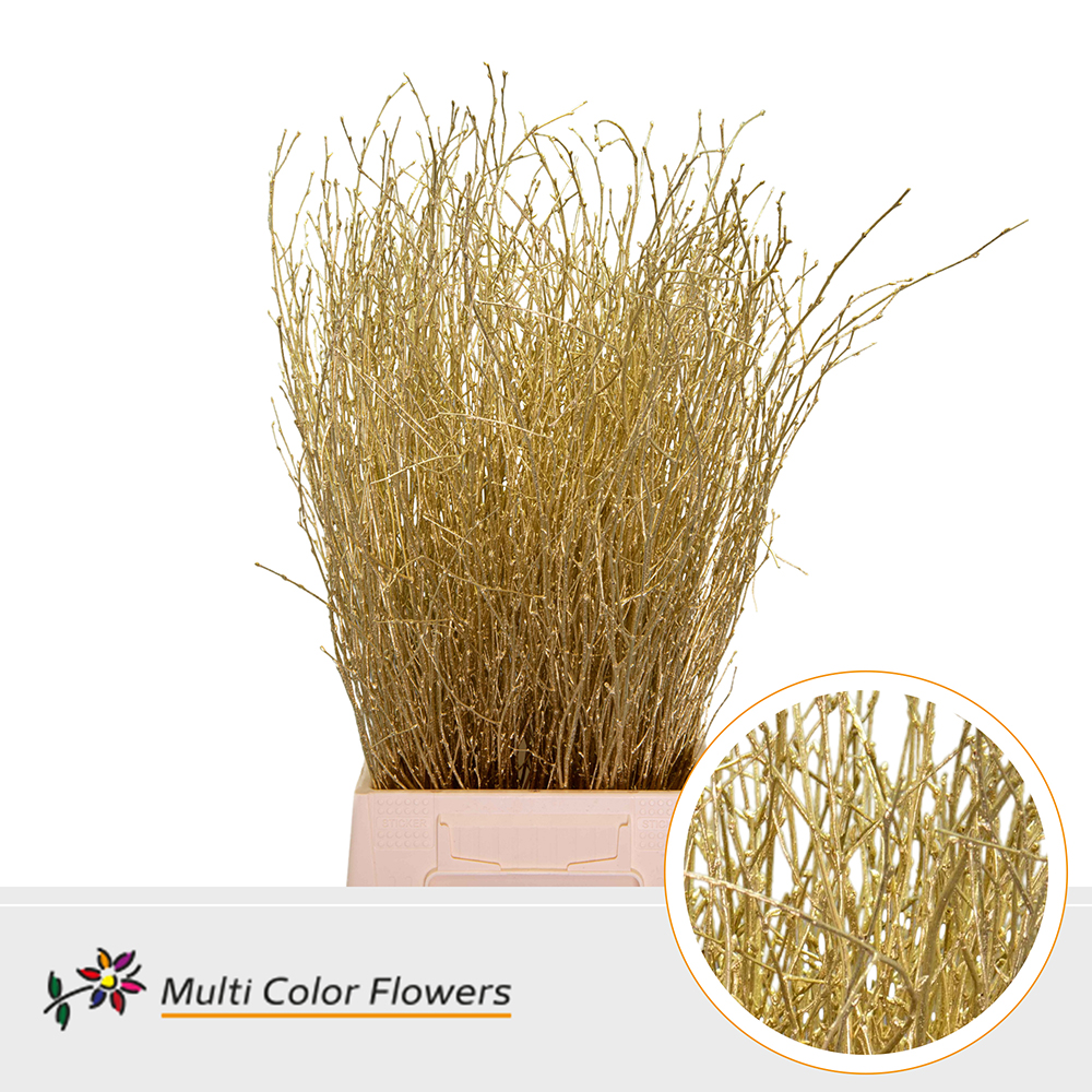 Betula Painted Gold 70cm