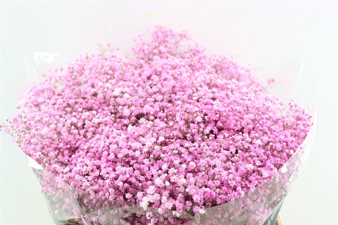 Gyps Pa. Pink Light