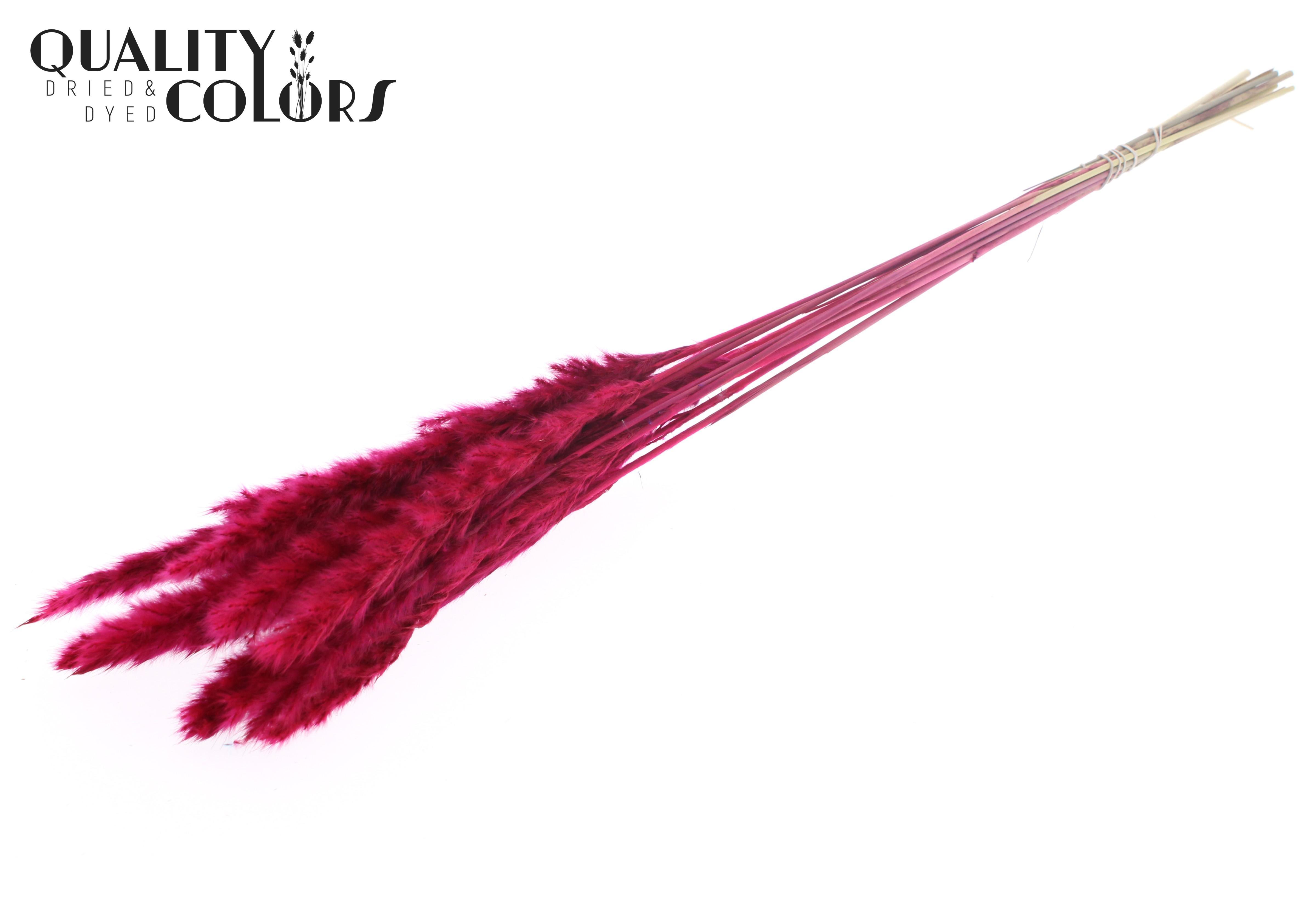 Fluffy Pampas Cerise Per Bunch 70cm