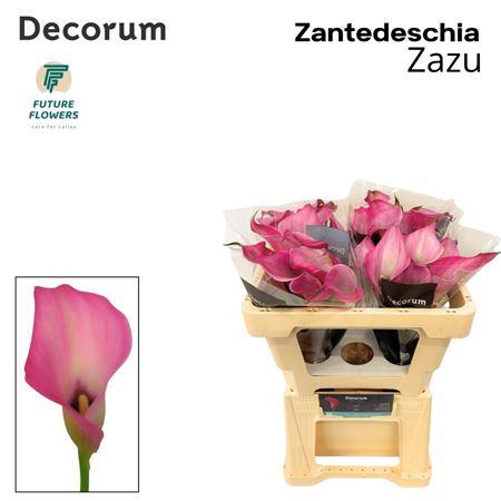 Zant Zazu