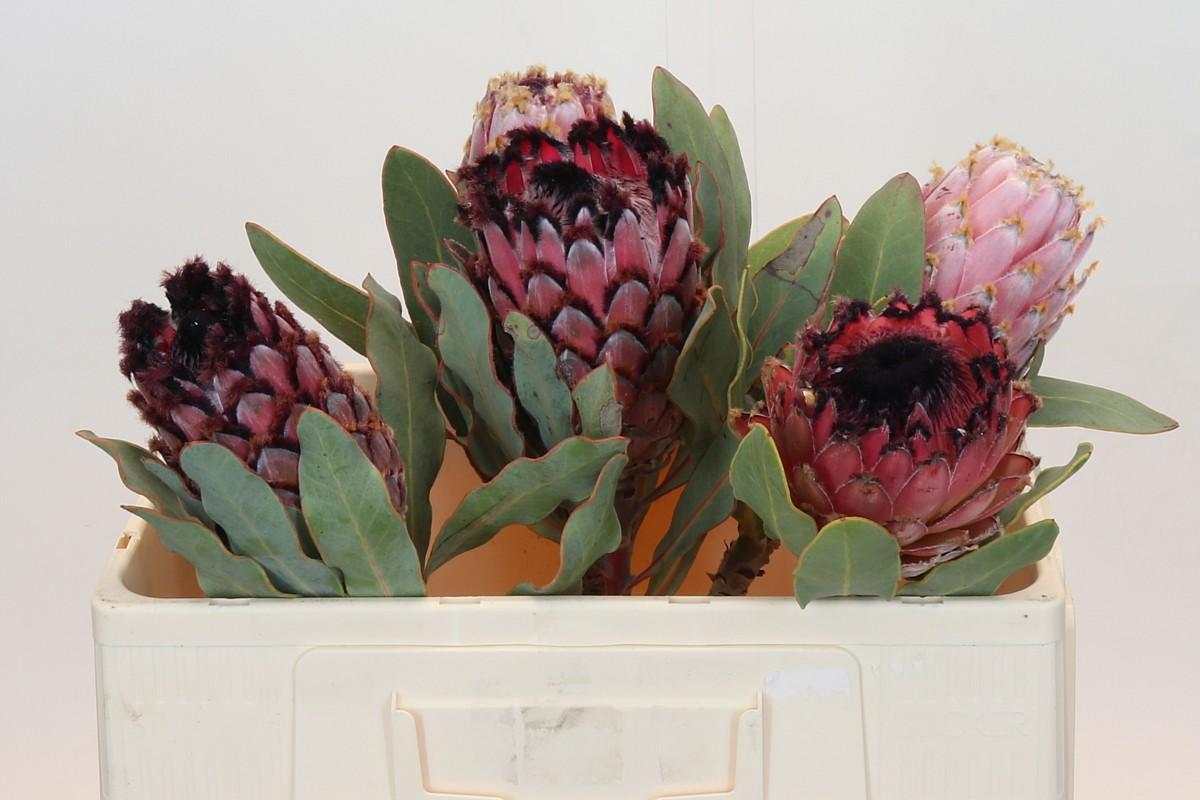 Protea Barbigera Air