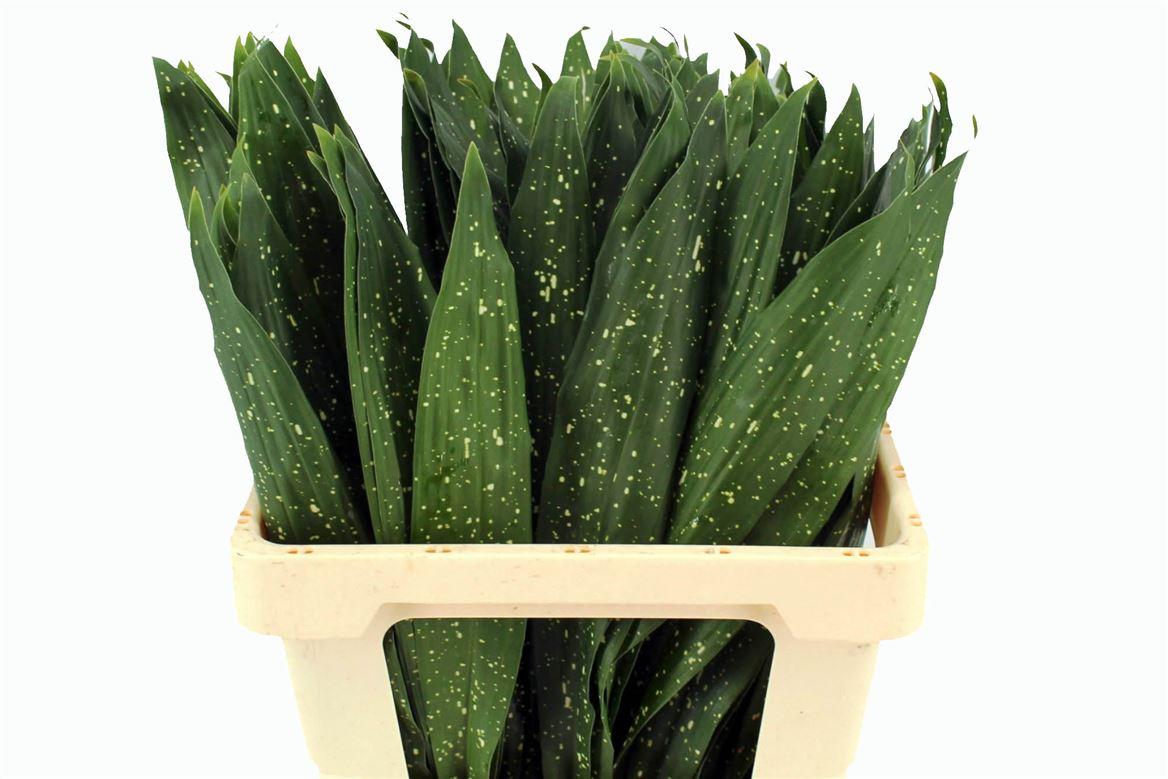Aspidistra Milky Way 60cm