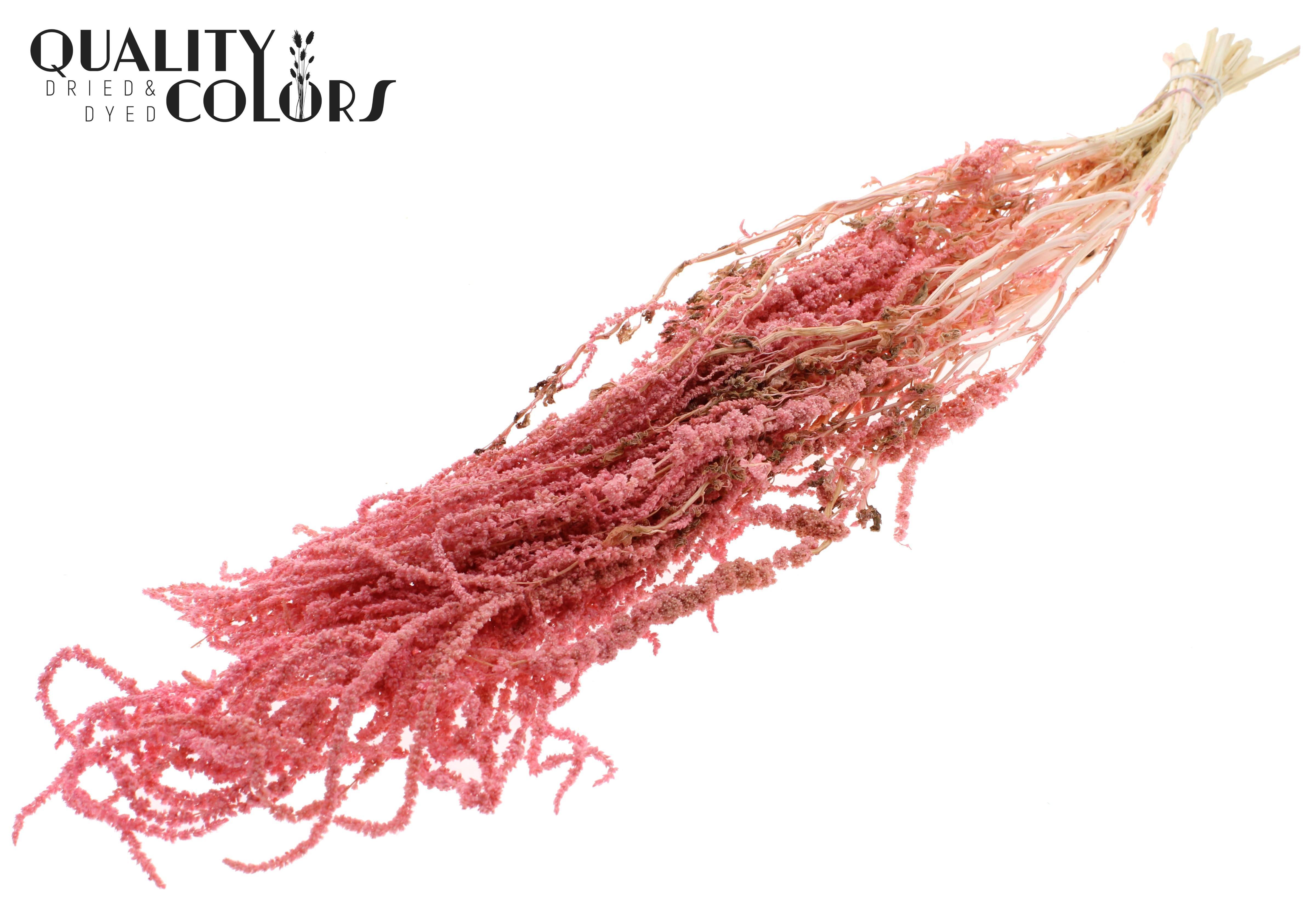 Amaranthus Caudatus Intense Pink Per Bunch 80cm