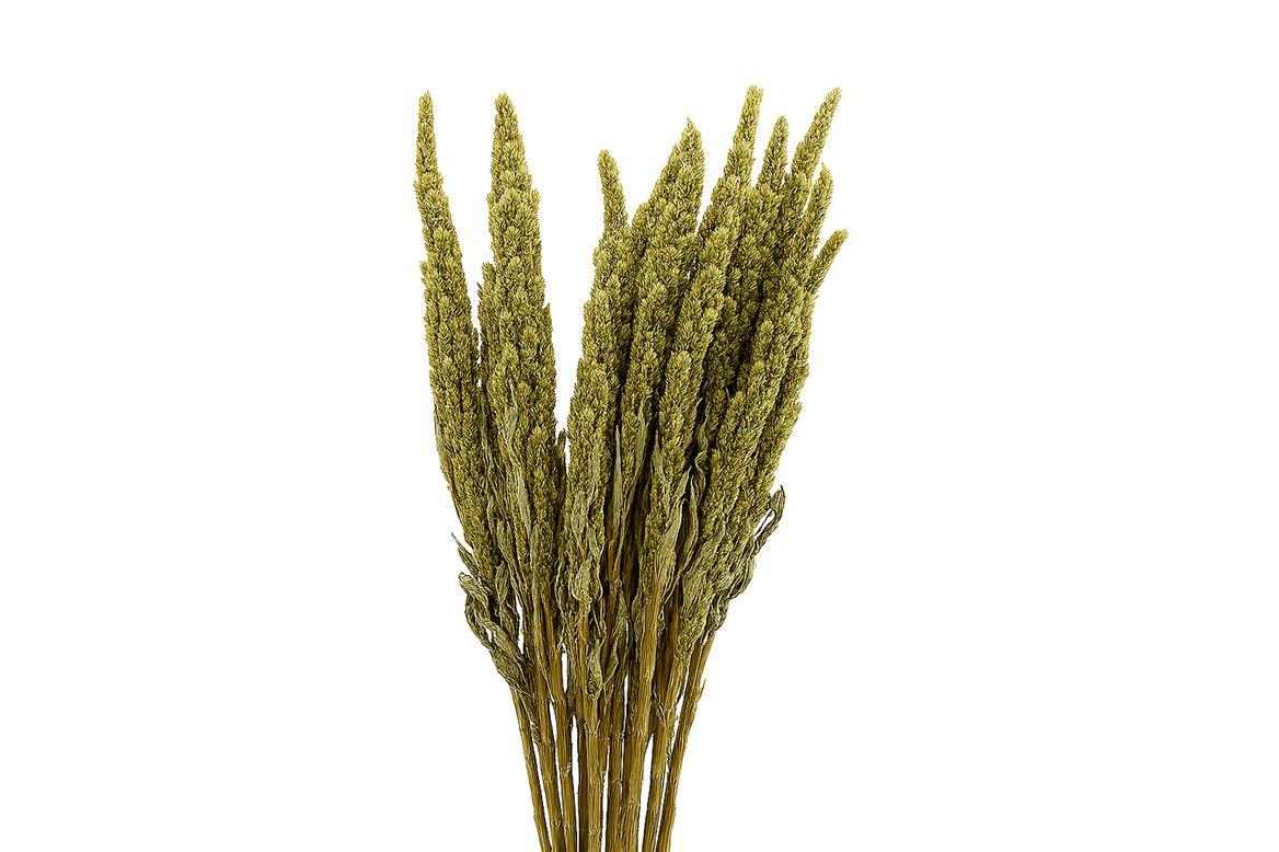 Dried Amaranthus X5 Green Bunch