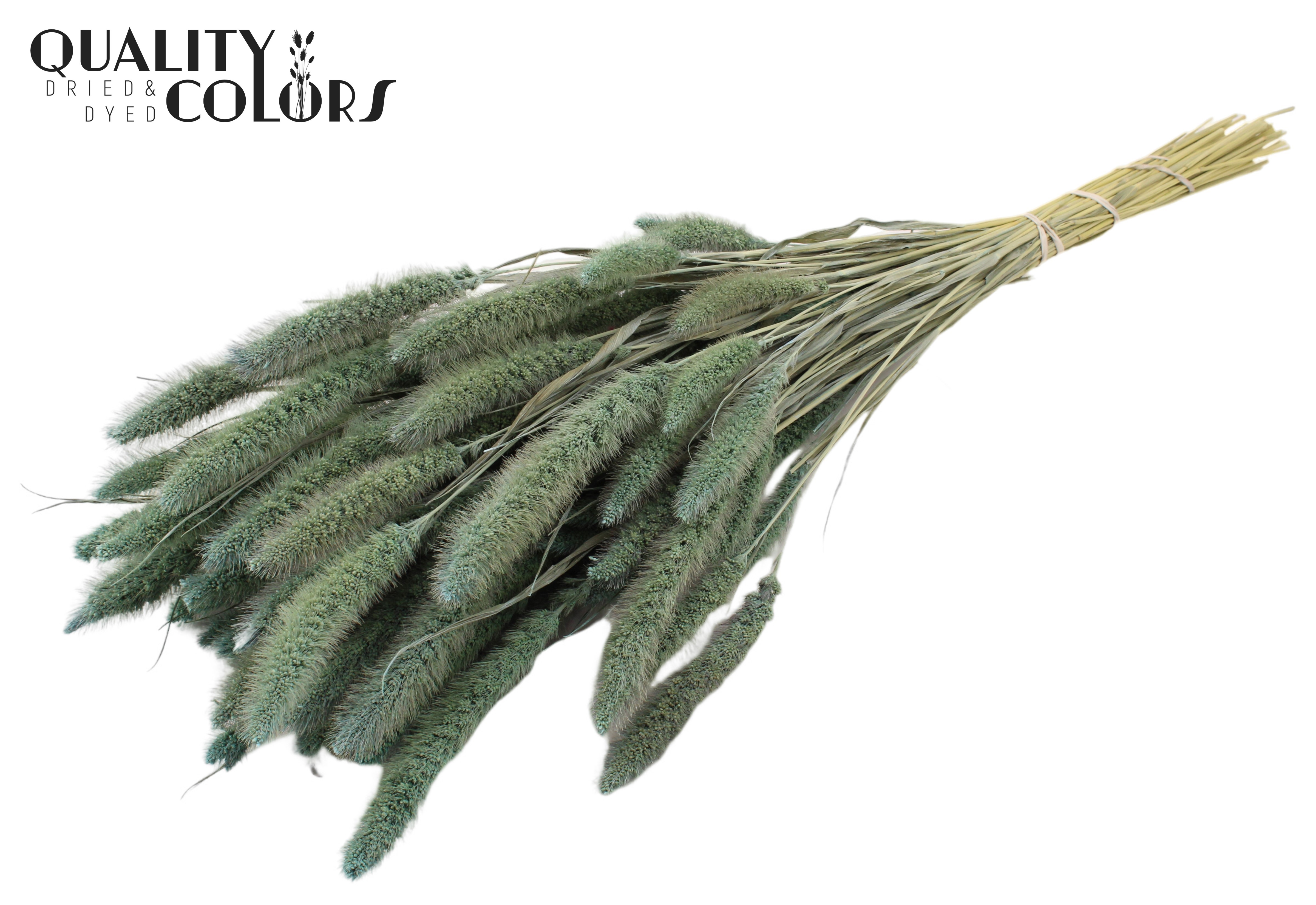 Setaria Frosted Light Blue Per Bunch 70cm
