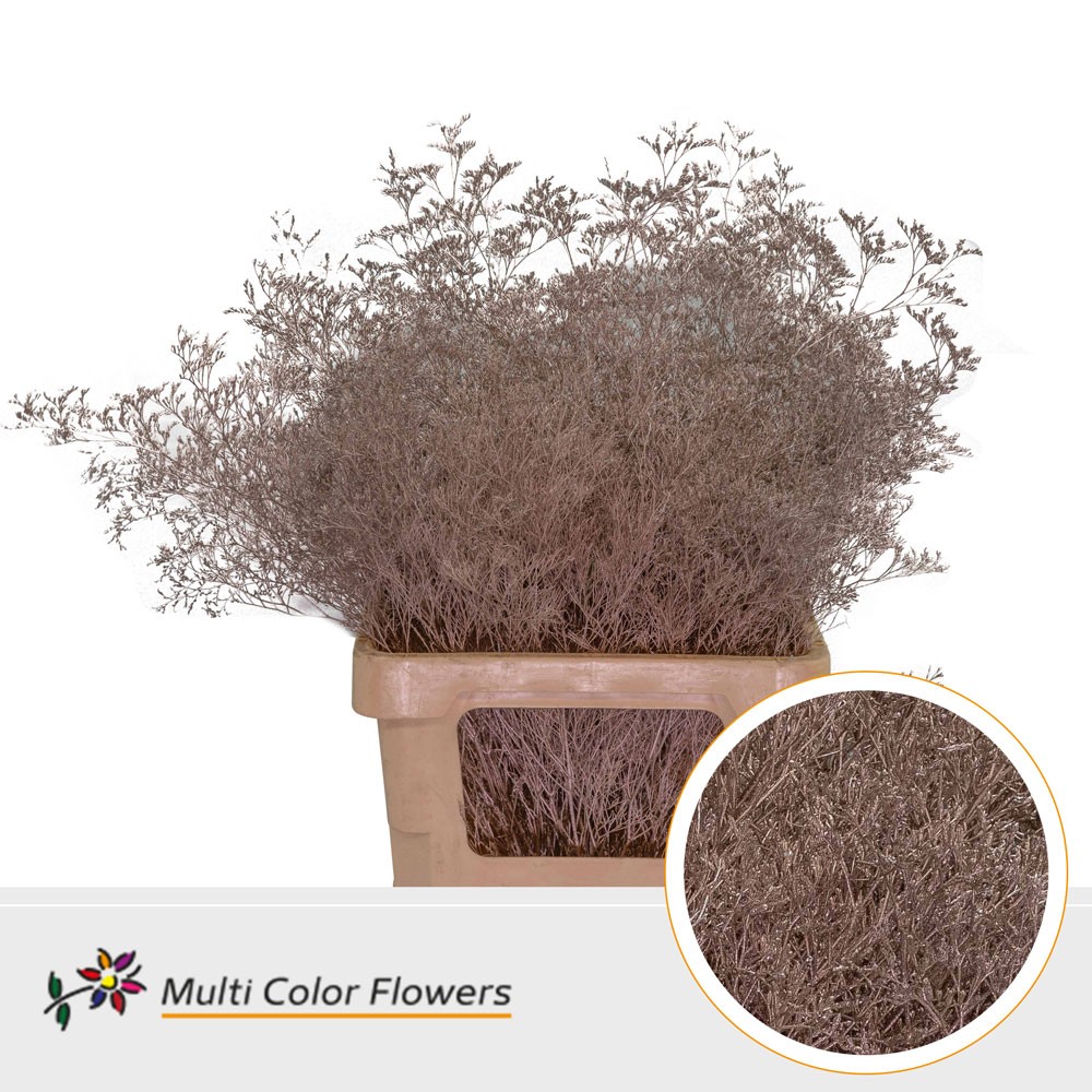 Limonium Painted Champagne 70cm